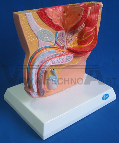 Knee Joint Bone Human Anatomical Model