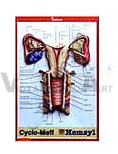 Female Pelvic Bone Anatomical Model