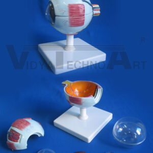 Liver Human Anatomical Model Gallbladde​r