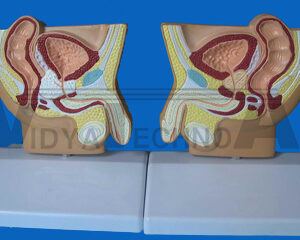 Skull, Budget w Cervical Vertebrae Model