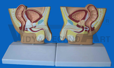 Skull, Budget w Cervical Vertebrae Model