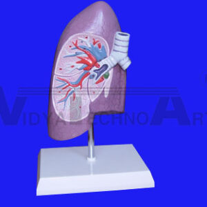 Smoking Dangers Laminated Medical Wall Poster