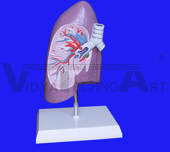 Smoking Dangers Laminated Medical Wall Poster
