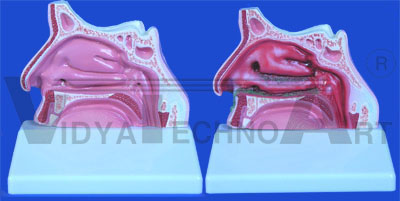 Teeth Flossing Brushing Professional Model