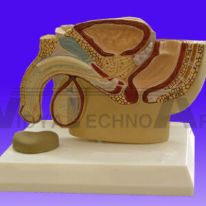 Teeth Upper & Lower Jaw Professional Model