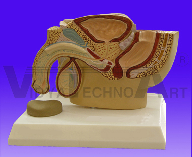 Teeth Upper & Lower Jaw Professional Model