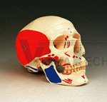 Eye Cornea Disease Anatomical Model Set