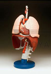 Canine Knee Set of 4 Anatomical Models