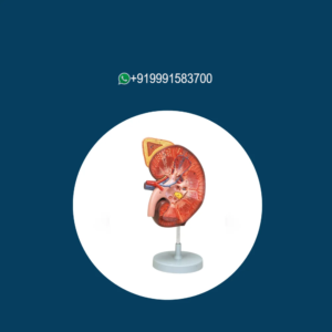 Human Kidney with Adrenal Gland Model