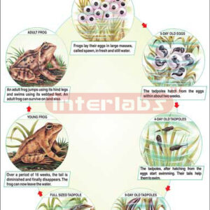 Life History Of Frog | Science & Technology