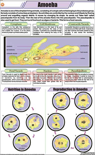 Amoeba | Science & Technology