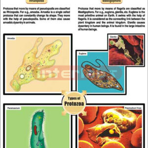 Protozoa | Science & Technology