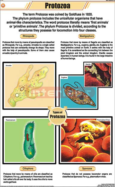 Protozoa | Science & Technology