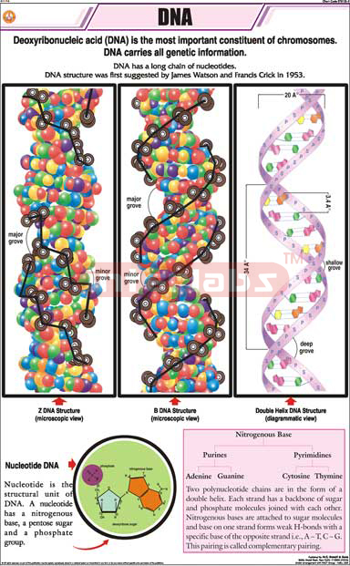 Dna | Science & Technology