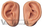 Acupuncture Ears Model, Set For 10 Students | Accupuncture Models