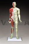 Deluxe Acupuncture Model | Accupuncture Models