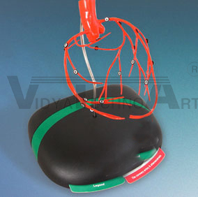Artery On The Heart Model | Cardiovascular Models
