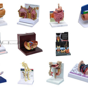 Custom Anatomical Models