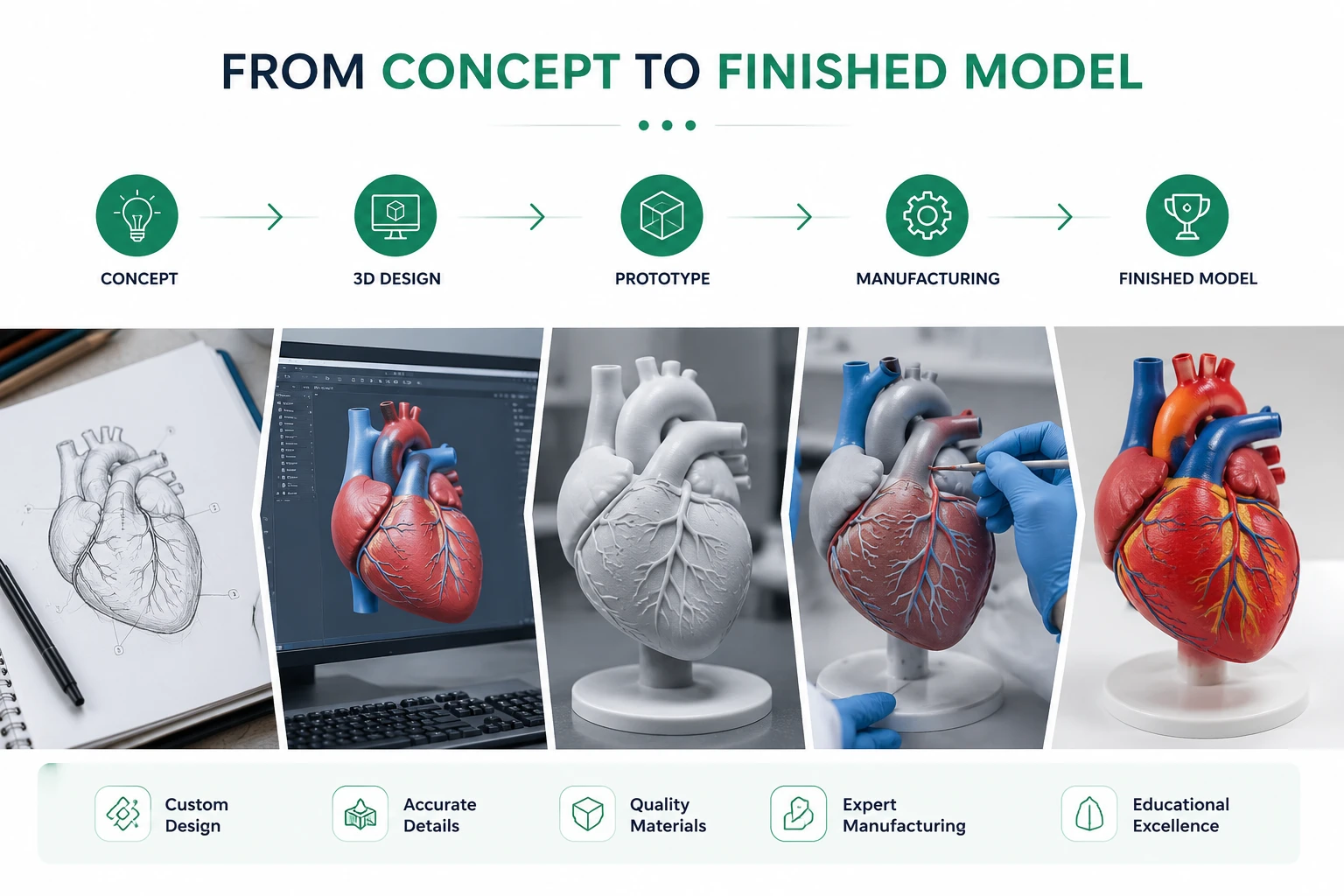 Custom Medical Model Development Process from Concept Design to Finished Educational Model