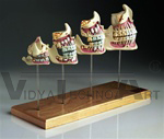 Teeth & Jaw Development Set | Dental Models