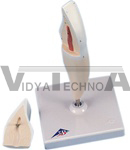 Lower Incisor, 2 Part | Dental Models