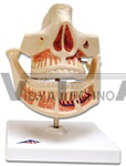 Milk Dentures | Dental Models