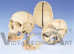 Classic Skull Model, With Opened Lower Jaw, 3 Part | Dental Models