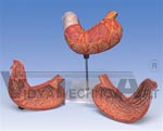 Stomach, 2-Part | Digestive Models