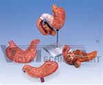 Stomach, 3-Part | Digestive Models