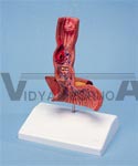 Diseases Of The Esophagus | Digestive Models