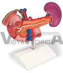 Rear Organs Of The Upper Abdomen | Digestive Models