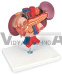 Kidneys With Rear Organs Of The Upper Abdomen, 3 Part | Digestive Models