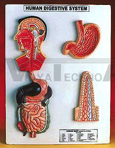 Human Digestive System | Digestion Models