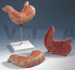 Stomach Model | Digestion Models