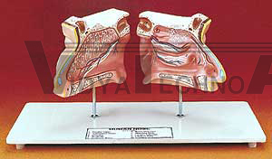Nose And Olfactory | Nose Models