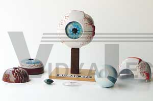 Human Eye | Eye Models