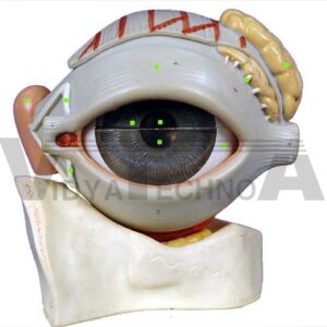 Eye: External Structures