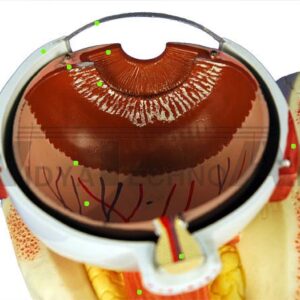 Eye: Ciliary Body