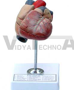 Heart Model | Heart Models