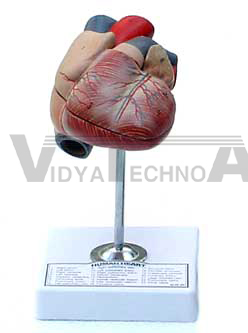 Heart | Pharmaceutical and Anatomical Model Gifts