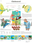 Cholesterol - Anatomical Chart | Heart Charts