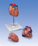 Heart Model, 2 Part | Heart Models