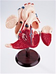 The Heart Of America - Student Version | Heart Models