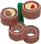 4-Pc Artery Model | Heart Models