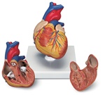 Classic Heart, 2 Part | Heart Models