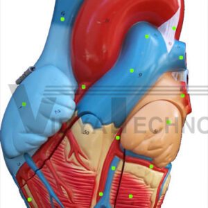 Heart: Anterior View