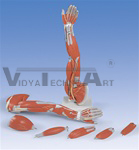 Muscle Arm, 6 Part, 3/4 Life Size | Muscular Models