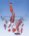 Muscle Leg, 9 Part, 3/4 Life Size | Muscular Models