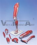 Deluxe Muscle Leg Model, 7 Part, Life Size | Muscular Models