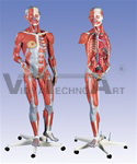 Deluxe Dual Sex Muscle Figure, 45-Part, 3/4 Life Size | Muscular Models